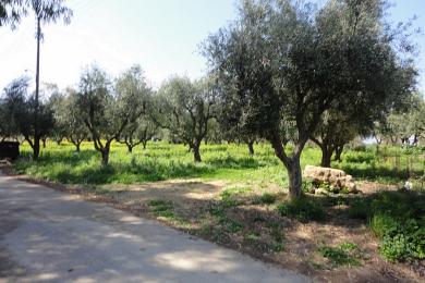 ZAKYNTHOS ( VASILIKOS ), Land, 3565 sqm, 240.000€